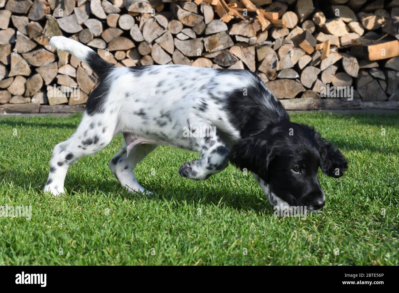 Grand Munsterlander (Canis lupus F. familiaris), de sept semaines de promenades de chiot sniffing sur un pré, empilé de bois de feu en arrière-plan, Allemagne Banque D'Images