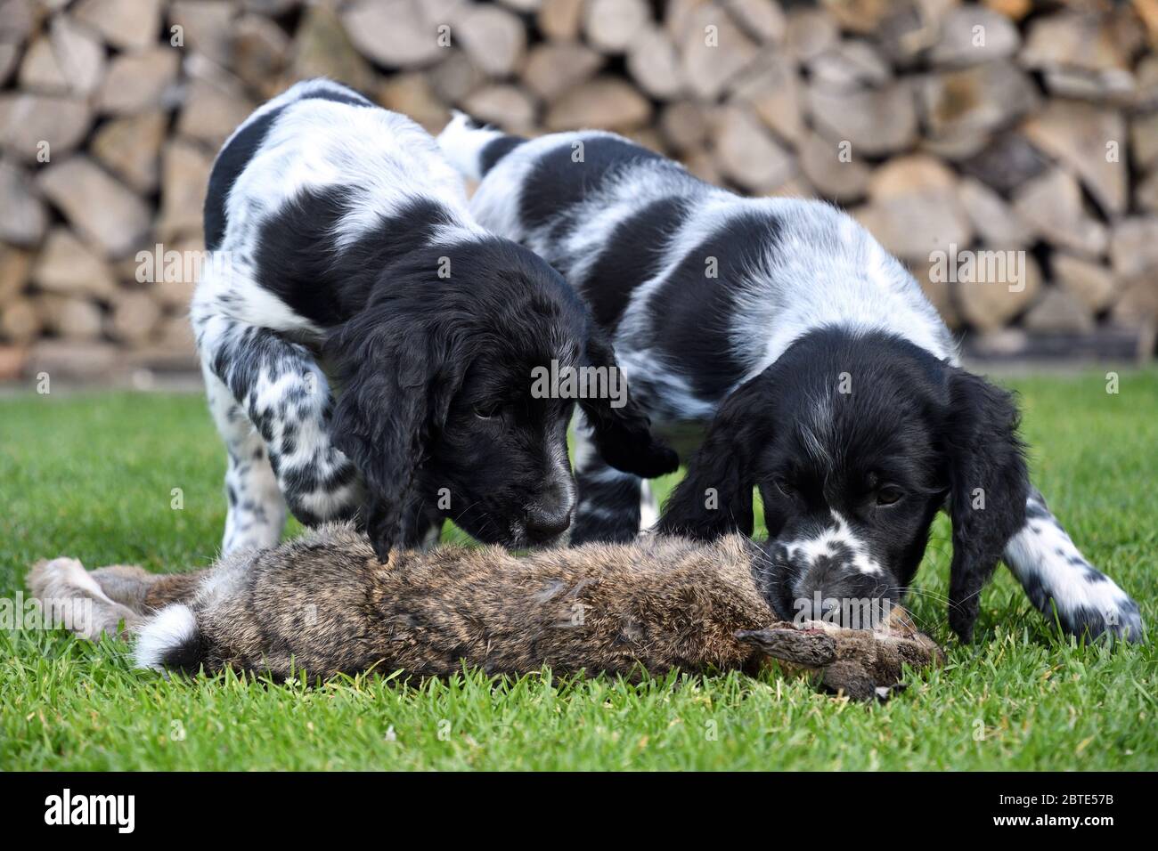 Grand Munsterlander (Canis lupus F. familiaris), deux chiots de sept semaines piquant et se renifler sur un lapin sauvage mort, empilé de bois de feu en arrière-plan, Allemagne Banque D'Images