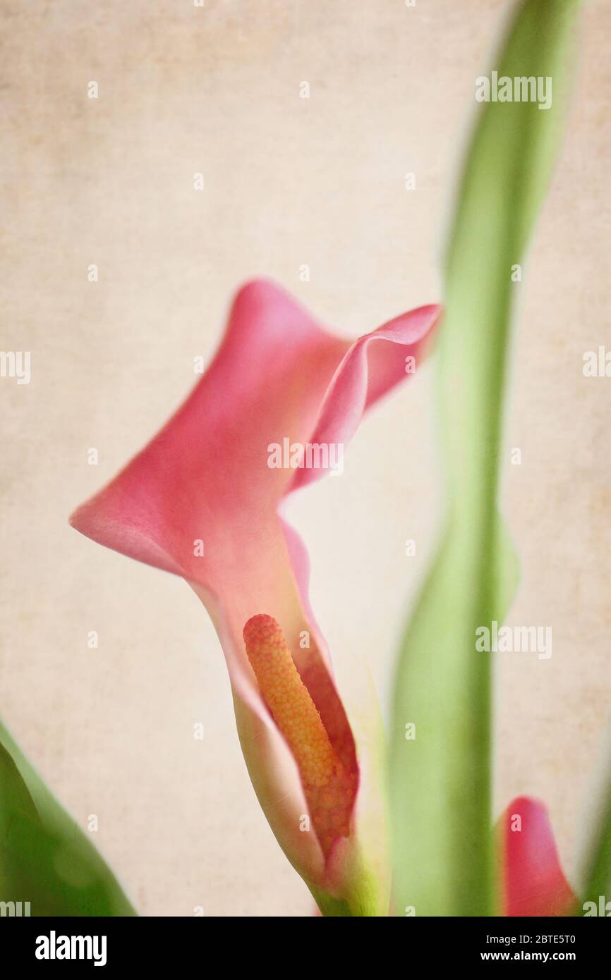 Détails d'une fleur rose de Calla Lily. Faible profondeur de champ avec un premier plan et un arrière-plan flous. Banque D'Images