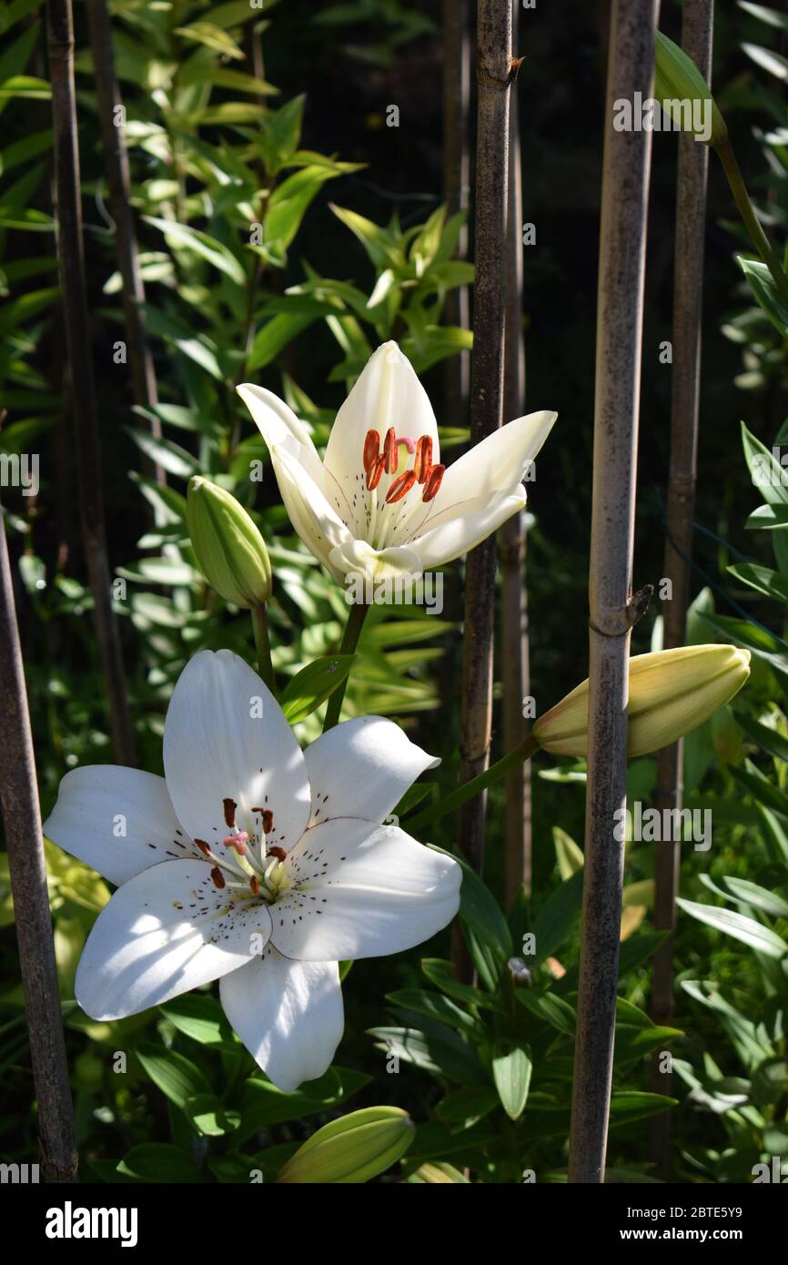 L'eyeliner Lilium Banque D'Images