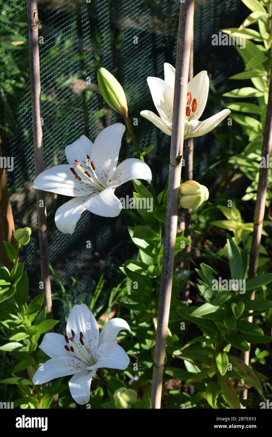 L'eyeliner Lilium Banque D'Images