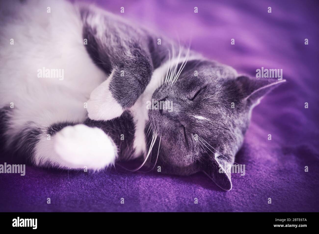 Un joli chat à fourrure grise s'endorme rapidement sur une couverture mauve avec son ventre. Un animal de compagnie. Temps de veille. Banque D'Images