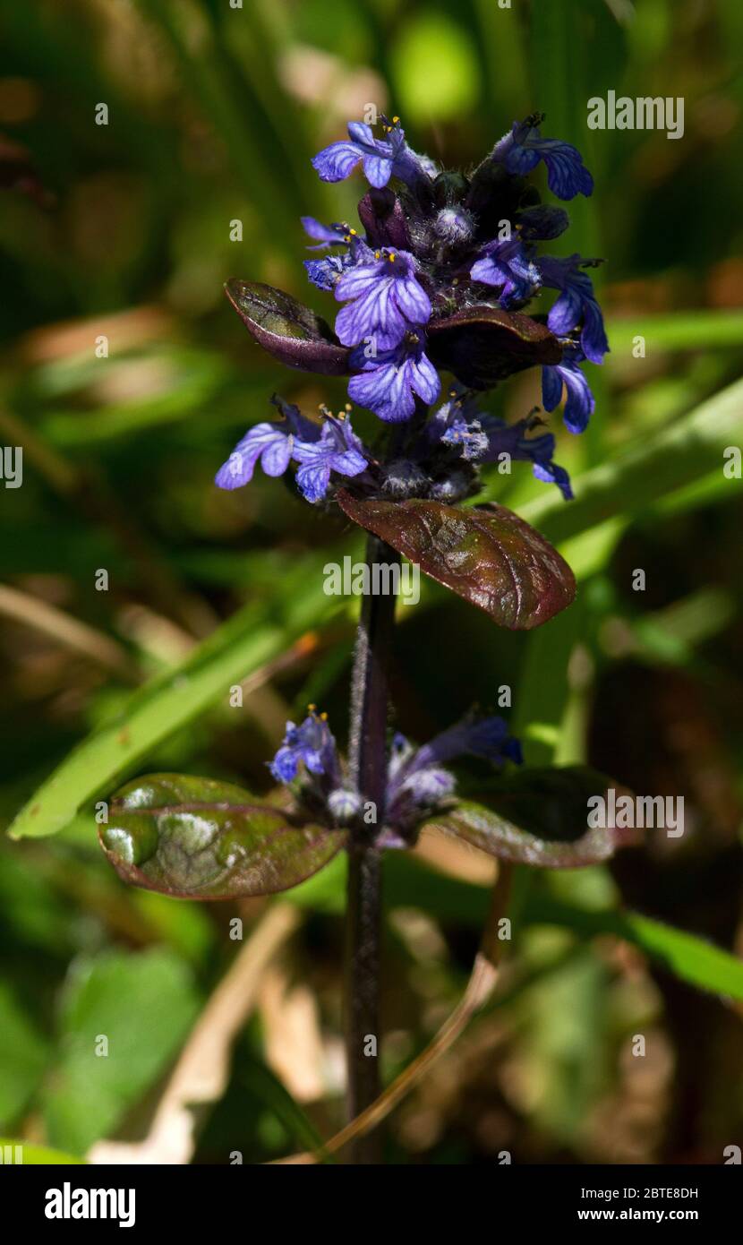 Le Bugle pyramidal est une fleur de printemps commune et répandue des bois feuillus des îles britanniques. Elles offrent une touche de couleur Banque D'Images