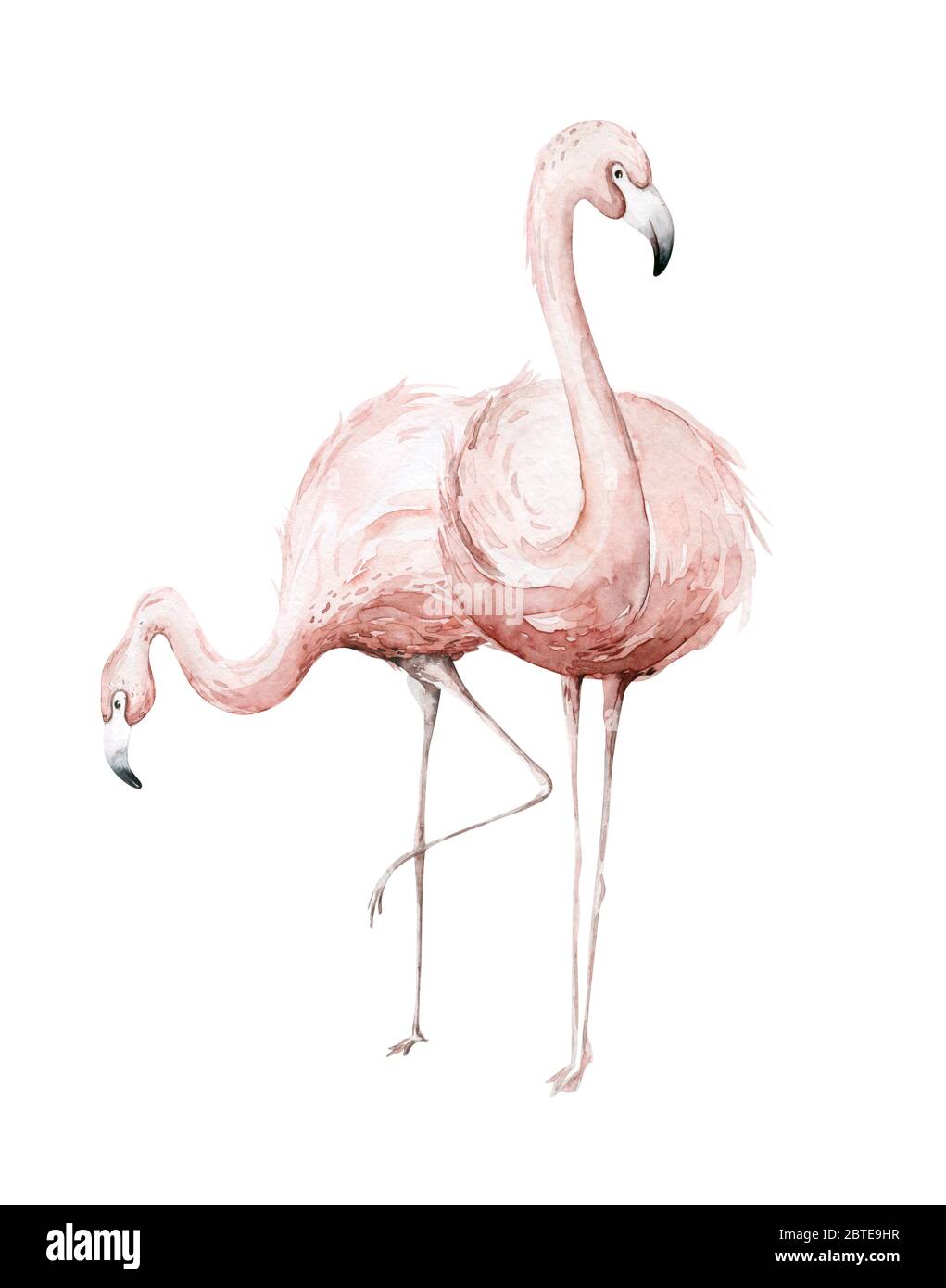 Oiseaux tropicaux flamants d'eau dessinés à la main. Ensemble de flamants d'Afrique. Illustrations exotiques d'oiseau de rose, arbre de jungle, brésil art branché parfait pour Banque D'Images