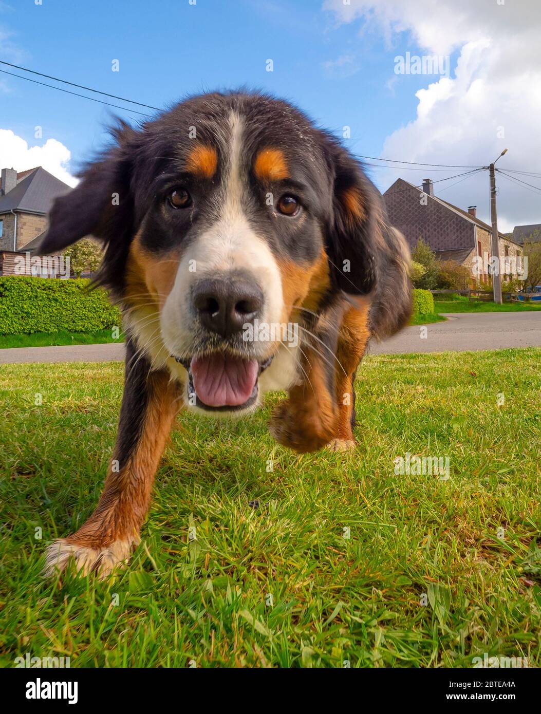 Bernois courir vers l'appareil photo Banque D'Images