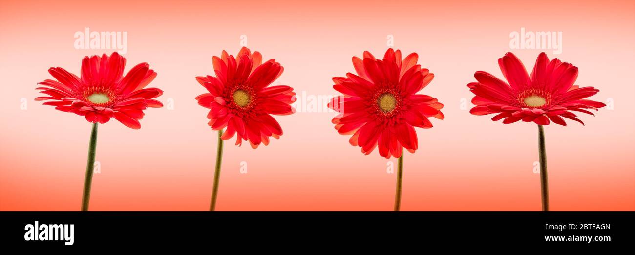 Quatre fleurs de pâquerettes rouges (gerbera) isolées sur fond panoramique rouge Banque D'Images