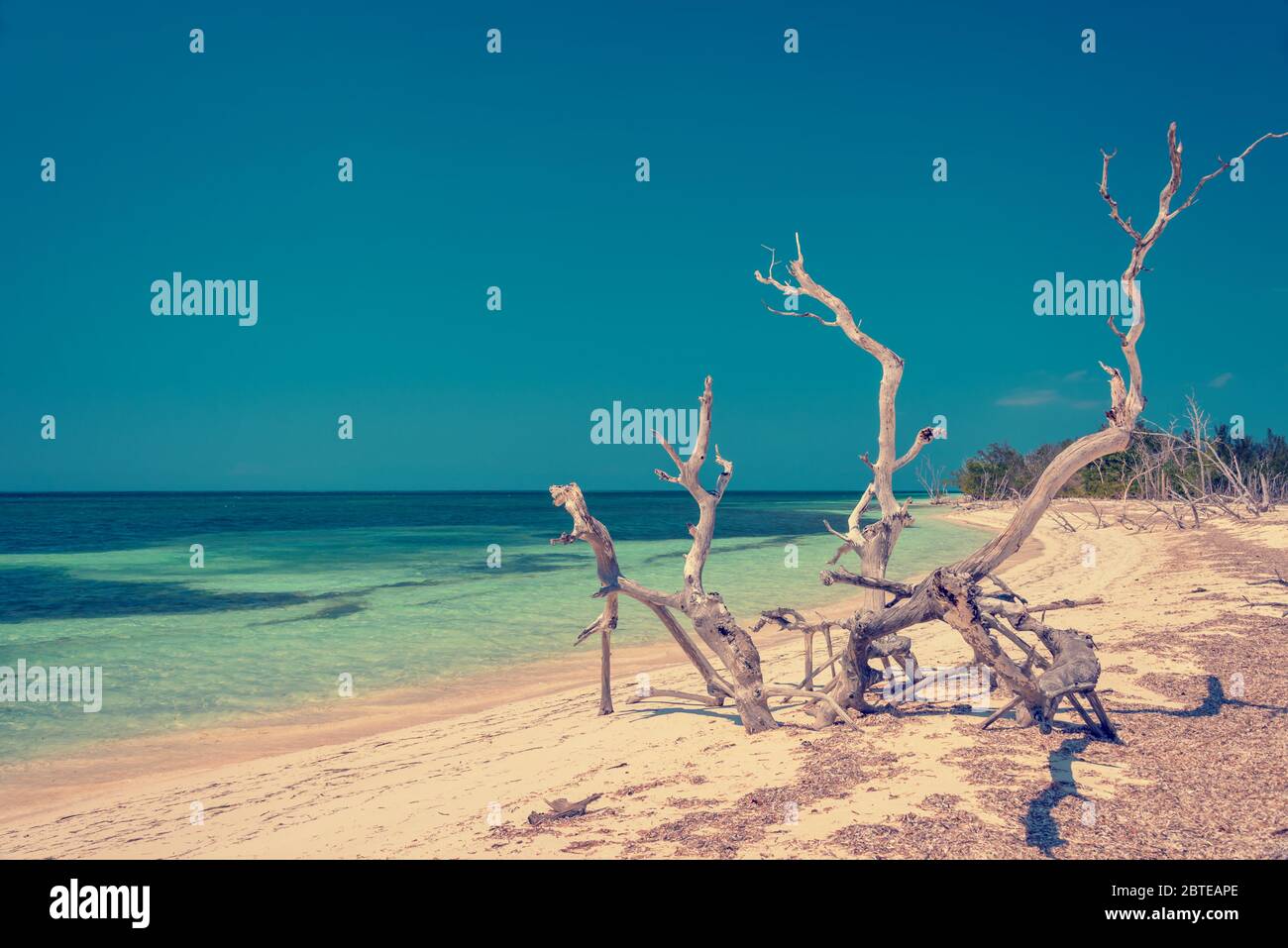 Bois sec sur la plage de Cayo Levisa, Cuba Banque D'Images