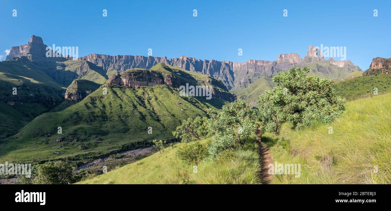 Vue panoramique depuis le sentier de randonnée de la gorge de Tugela vers l'amphithéâtre. La rivière Tugela et les arbres de protea sont visibles Banque D'Images