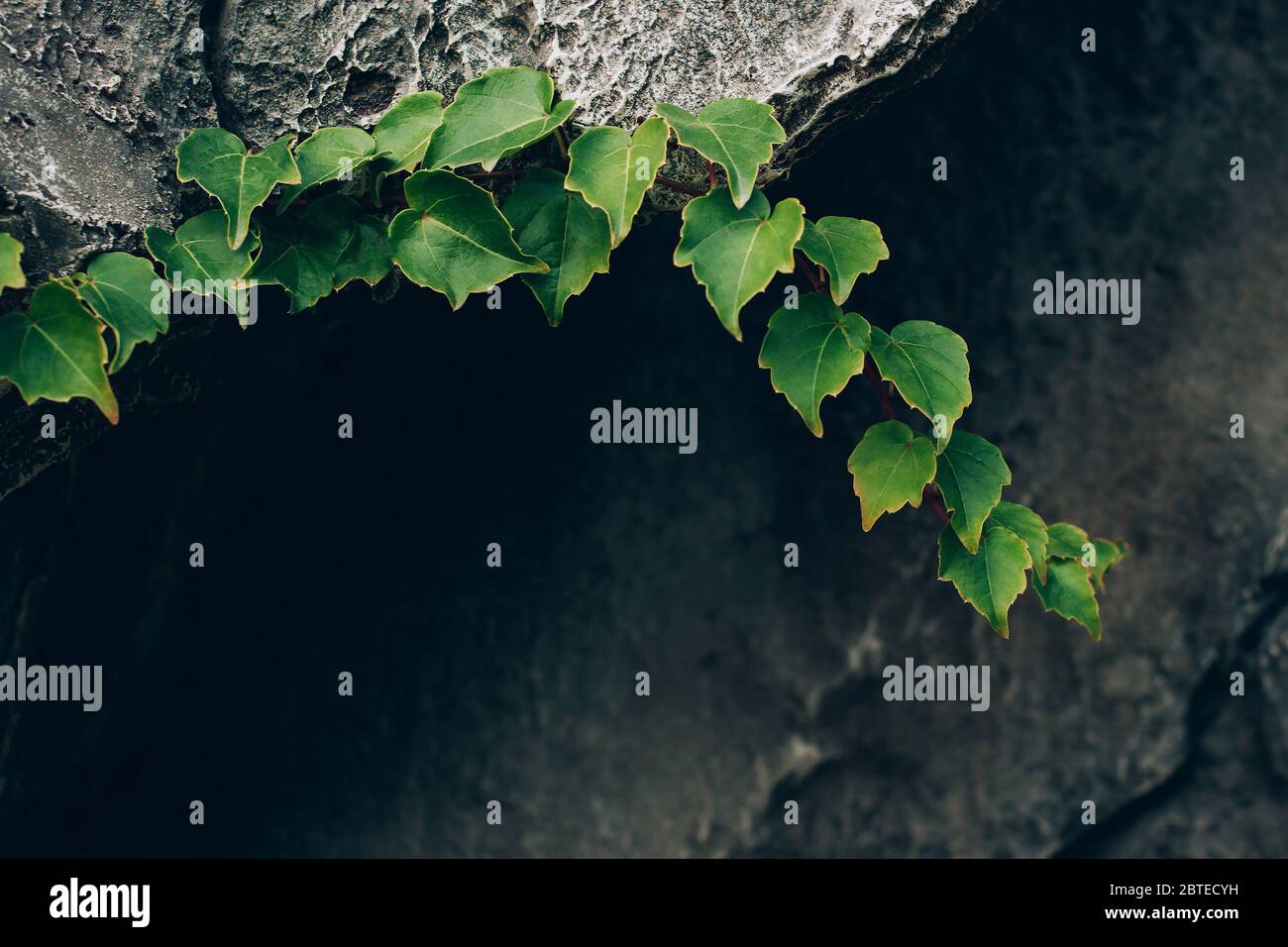 Magnifique branche de lierre sur fond de pierre profonde. Une bonne image sur les thèmes de la nature, de l'écologie, etc. Copier l'espace. Banque D'Images