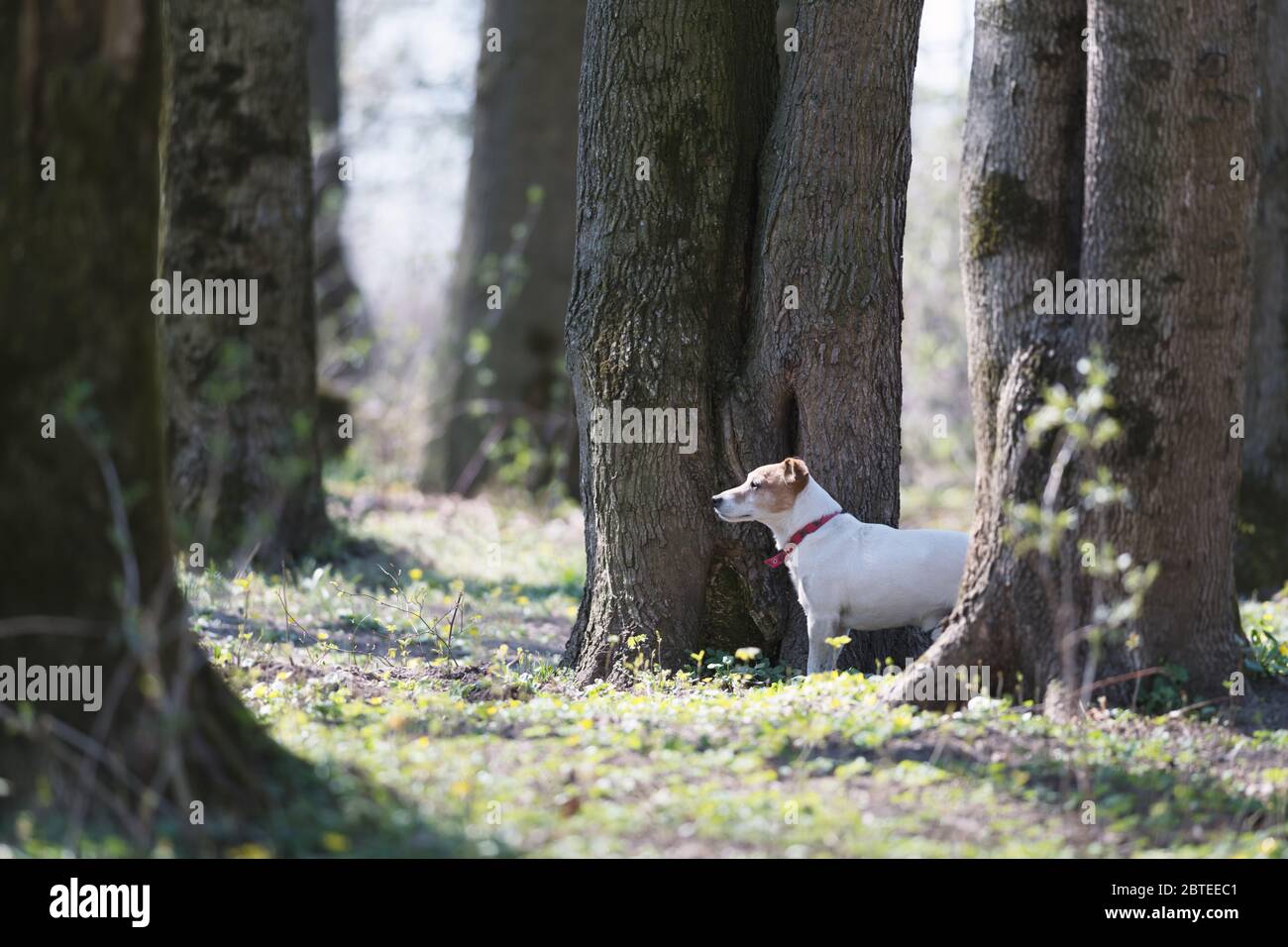 Joli chien de terrier Jack russel sur la forêt de printemps. Photographie d'animaux Banque D'Images