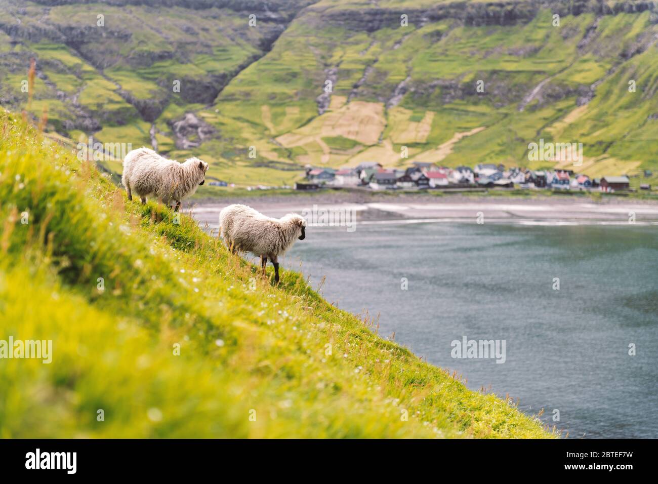 Deux moutons près de la plage du village de Tjornuvik sur l'île de Streymoy, îles Féroé, Danemark. Photographie de paysage Banque D'Images