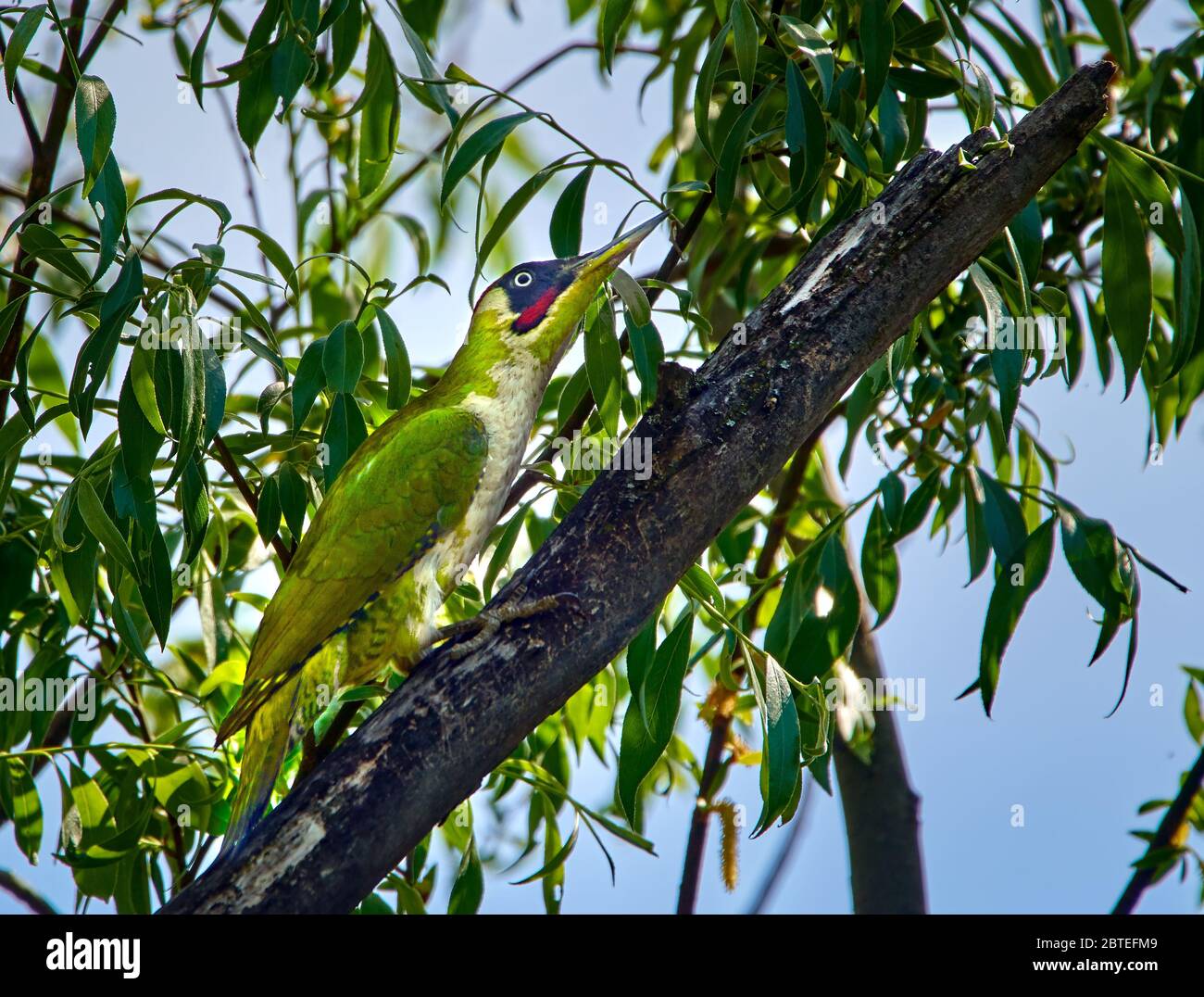 Pic Vert (Picus viridis) perché sur un arbre Banque D'Images