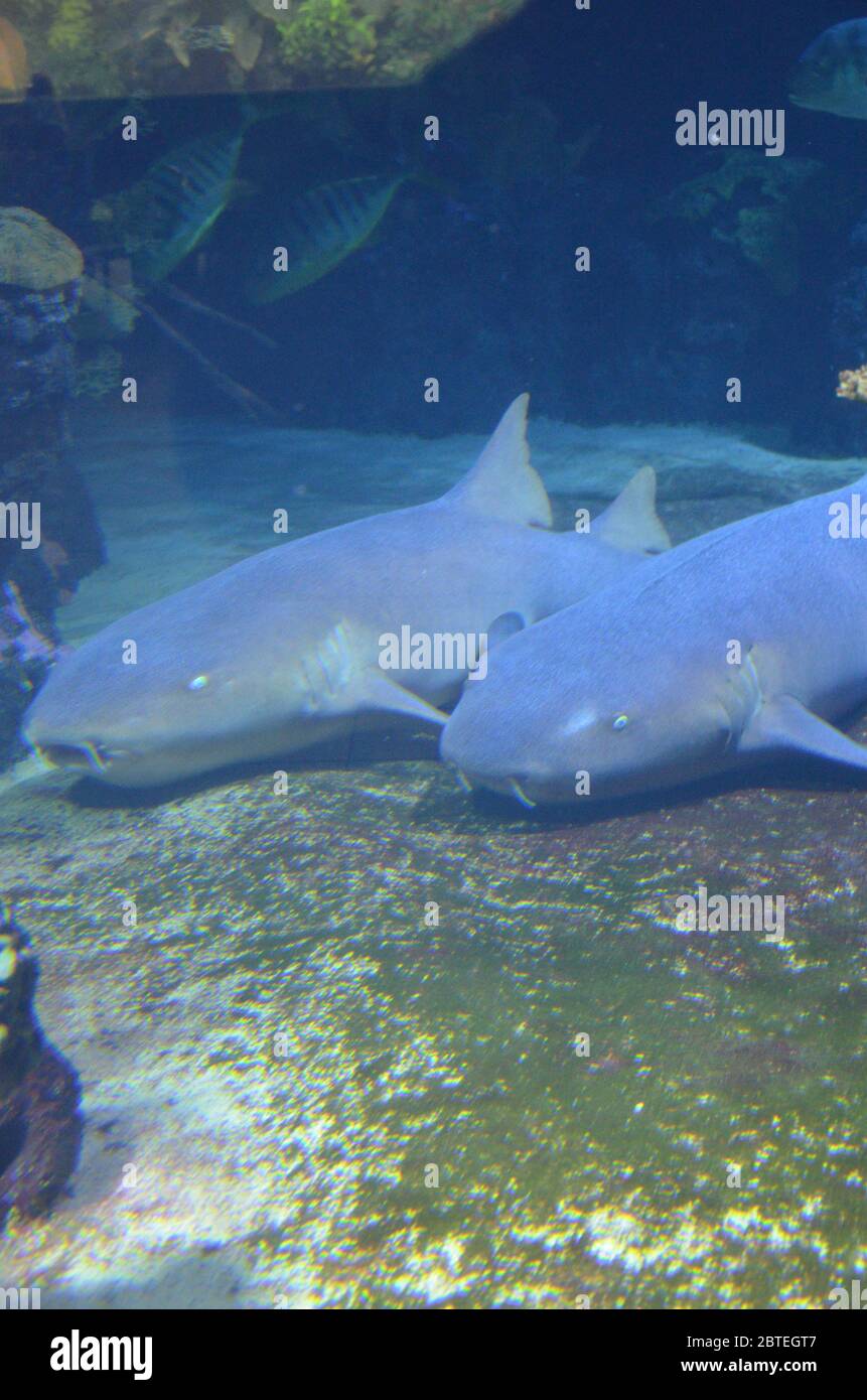 des requins nourrices se reposant dans une grotte sur le fond marin Banque D'Images