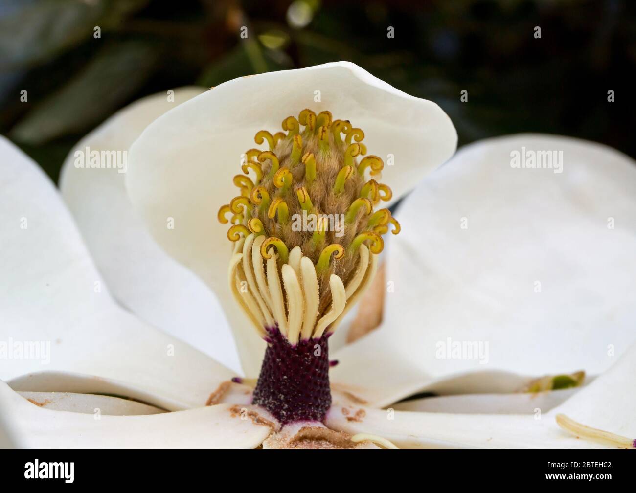 Gros plan des charpels et des étamines d'une fleur de magnolia en fleurs. Banque D'Images