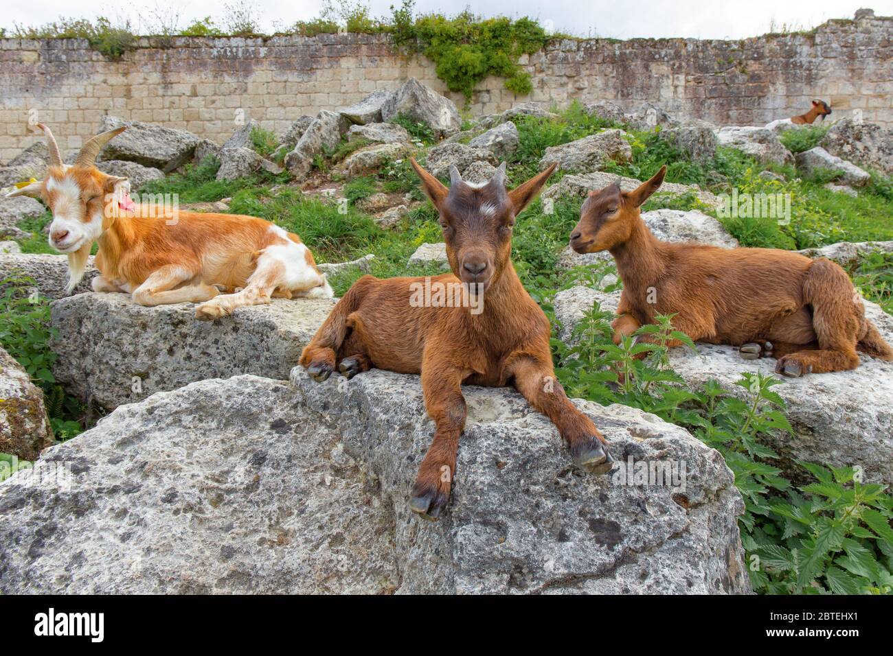 Chèvres dans une ferme parmi les ruines du château Banque D'Images