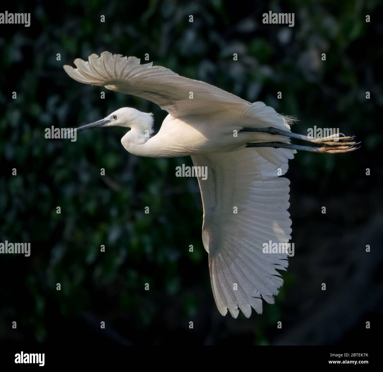 La grande pêche d'aigrette et le vol au-dessus d'un lac en Chine Banque D'Images