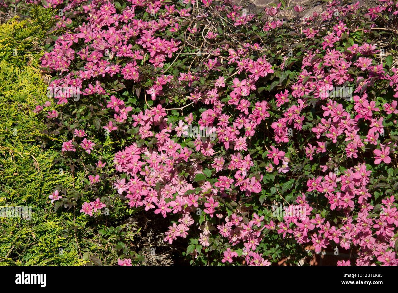 Clematis montana 'Broughton Star' sombre pnk floraison jardin ornemental grimpeur sur un mur de l'extérieur au printemps, Berkshire, mai Banque D'Images