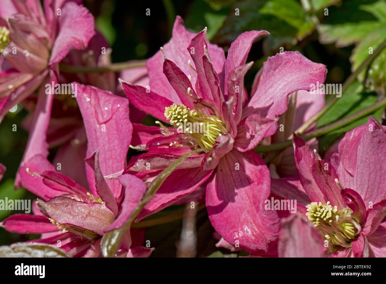 Clematis montana 'Broughton Star' sombre pnk floraison jardin ornemental grimpeur au printemps, Berkshire, mai Banque D'Images