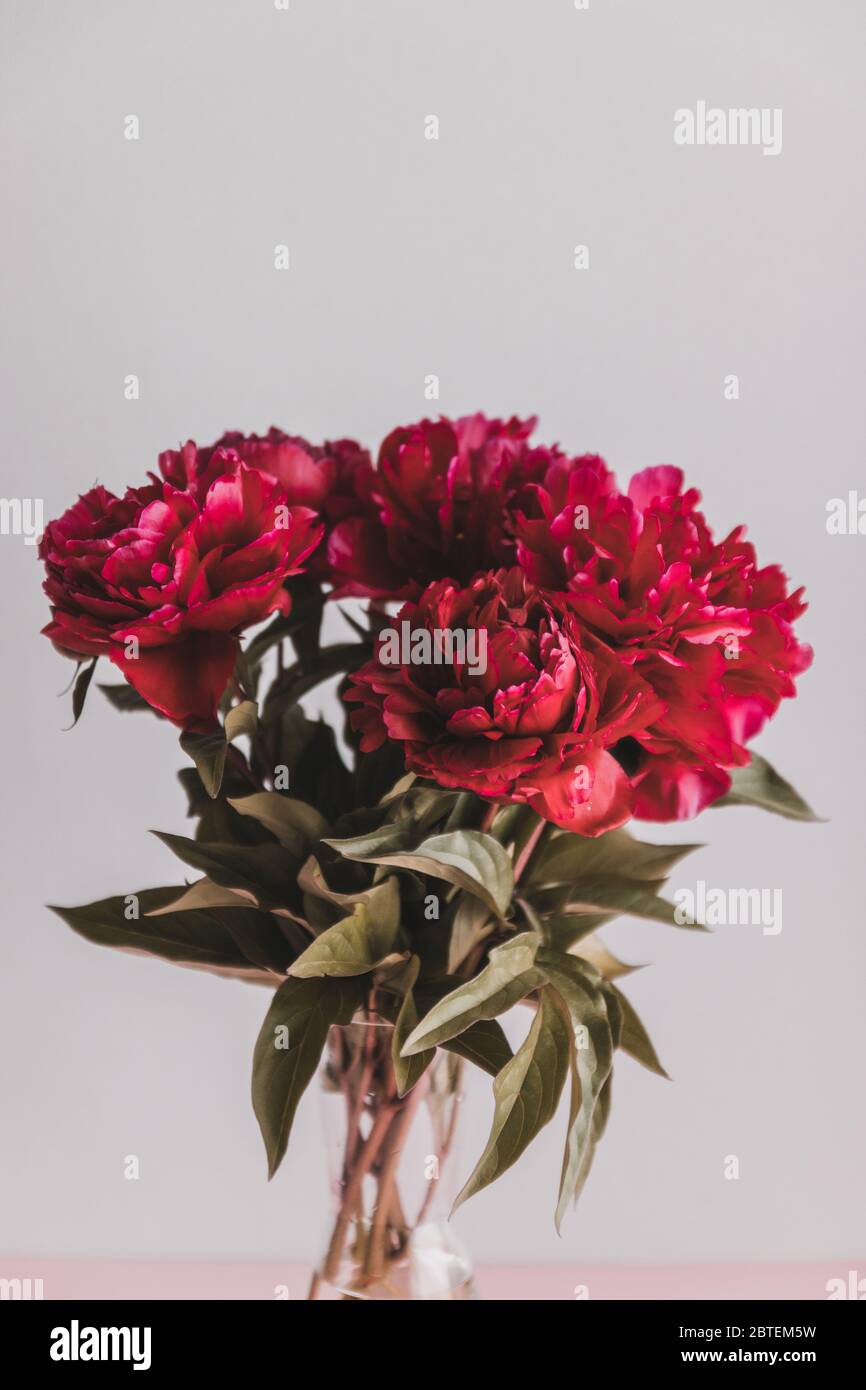 Bouquet de pivoines rouges fraîches dans un vase sur fond gris Photo Stock  - Alamy