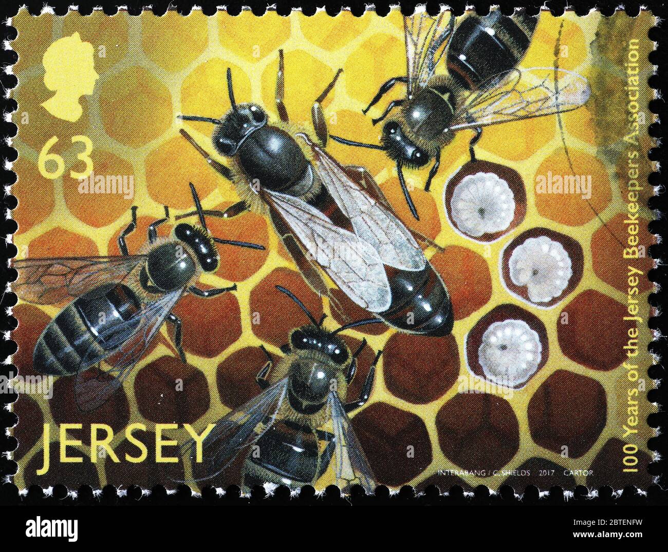 Abeilles et larves dans la ruche sur timbre-poste Banque D'Images