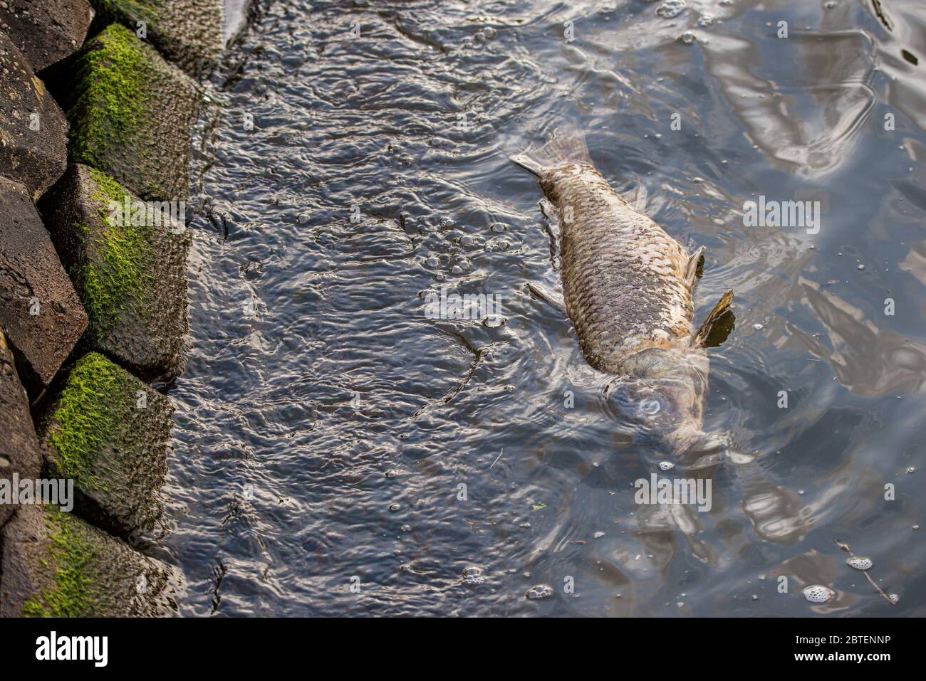 Un poisson mort flottant le long du bord de la rivière à Amsterdam, aux pays-Bas Banque D'Images