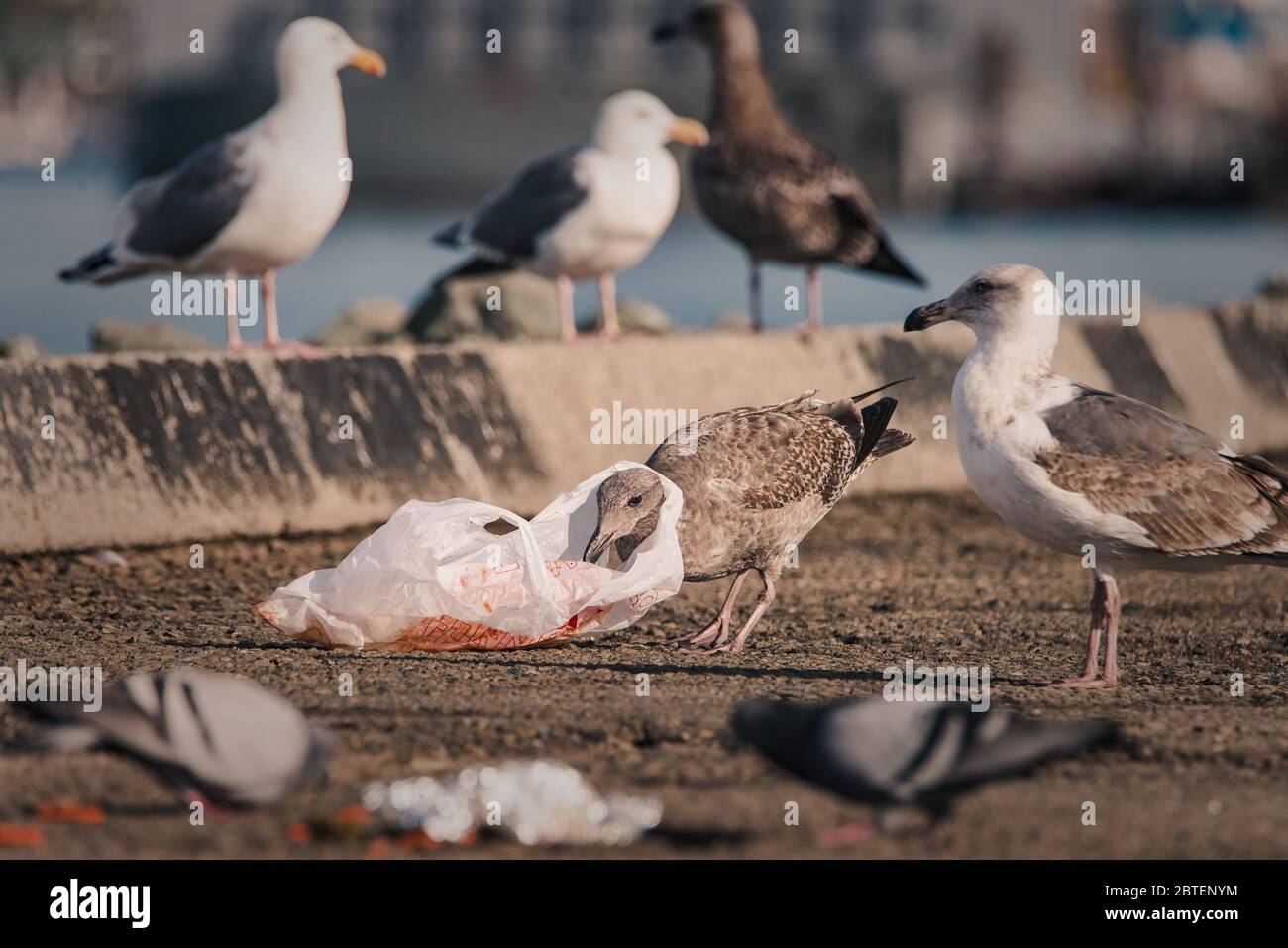 Un mouette affamée se retrouve avec un sac en plastique autour de son cou Banque D'Images