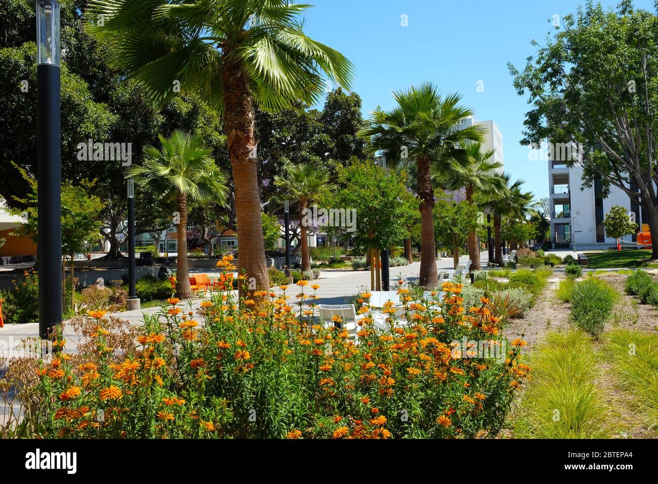FULLERTON CALIFORNIA - 22 MAI 2020 : le quartier Quad magnifiquement aménagé du campus de l'Université d'État de Californie Fullerton, CSUF. Banque D'Images