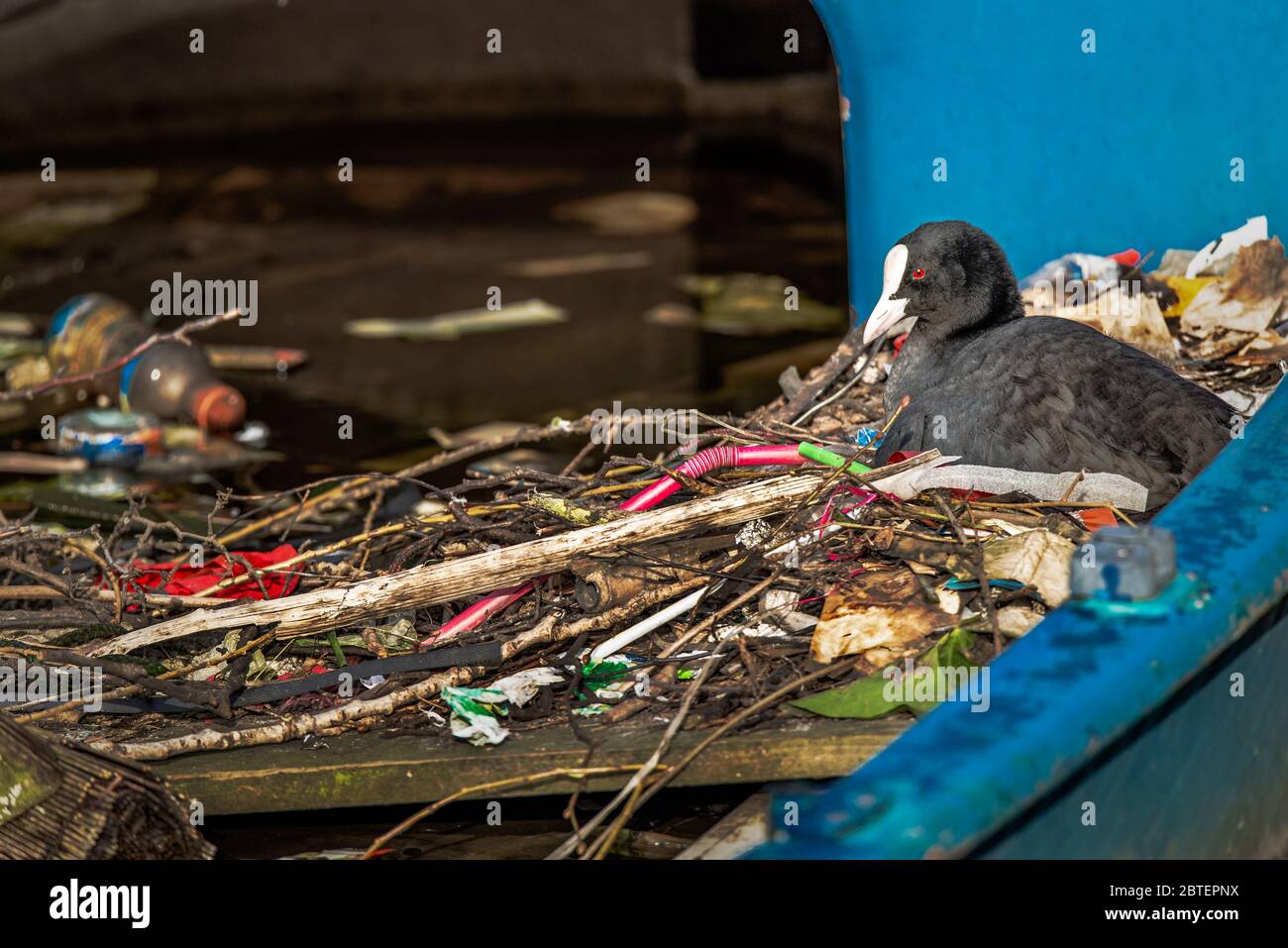 Un coot eurasien est installé sur un nid construit avec des ordures dans un canal d'Amsterdam Banque D'Images