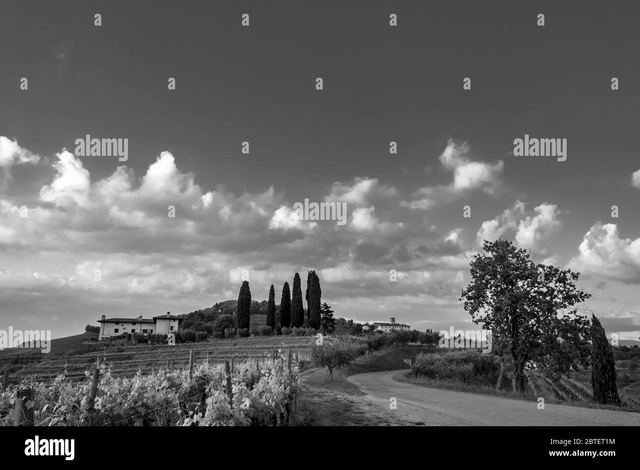 Le soleil se couche dans les vignobles de Friuli-Venezia Giulia, en Italie Banque D'Images