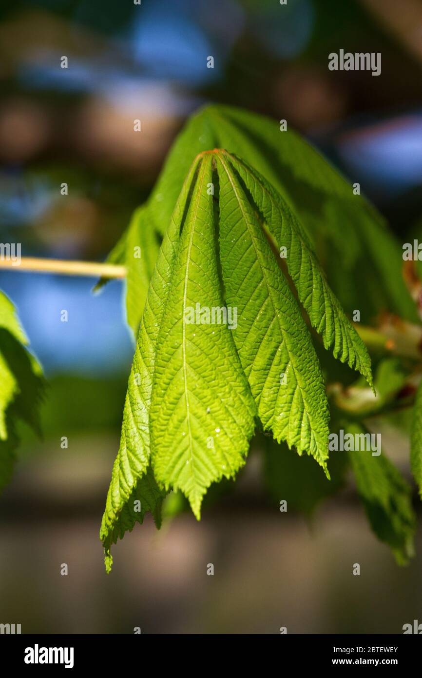 Les nouvelles feuilles s'ouvrent sur un châtaignier. L'arbre est à feuilles caduques et possède une grande couronne de feuilles à doigts distinctives. Banque D'Images