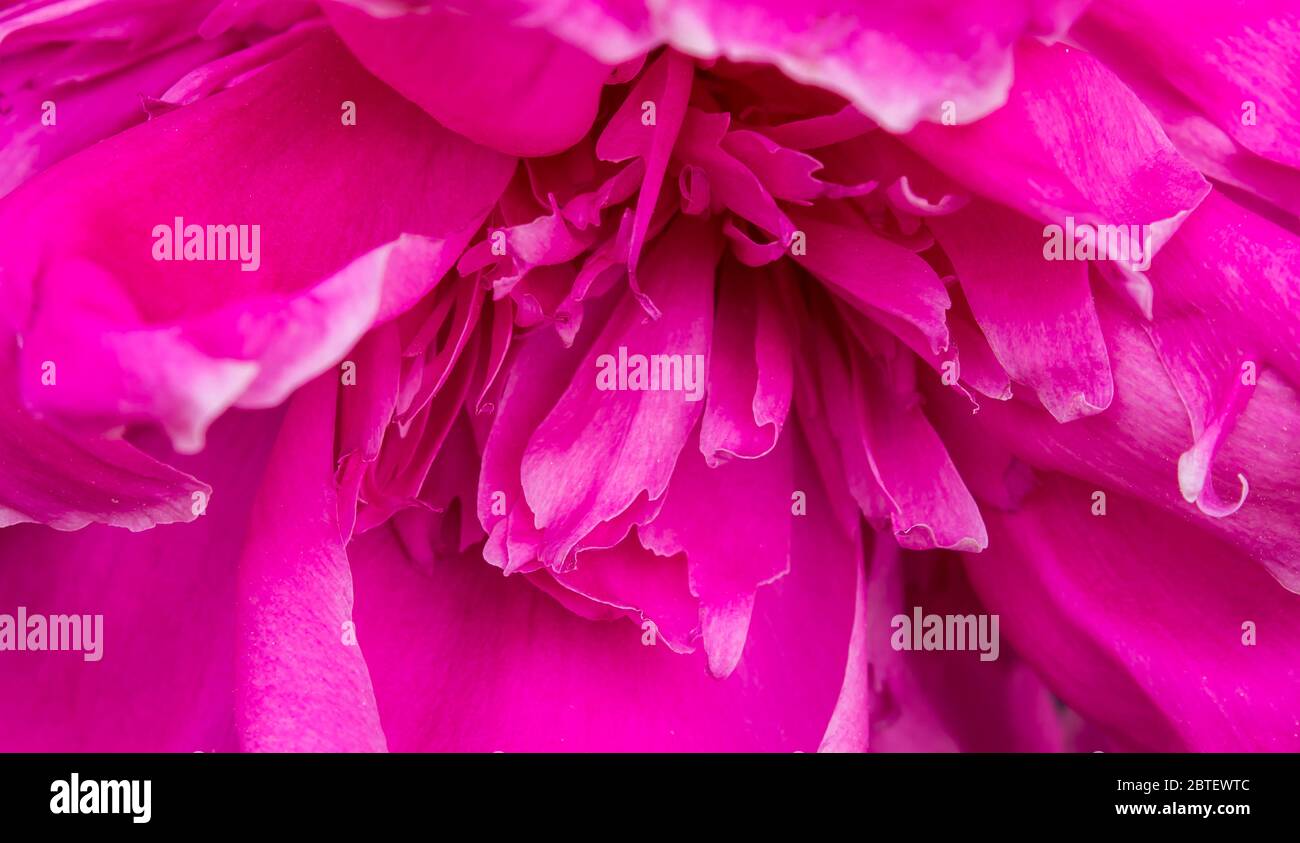 Gros plan de la fleur de pivoine Banque D'Images