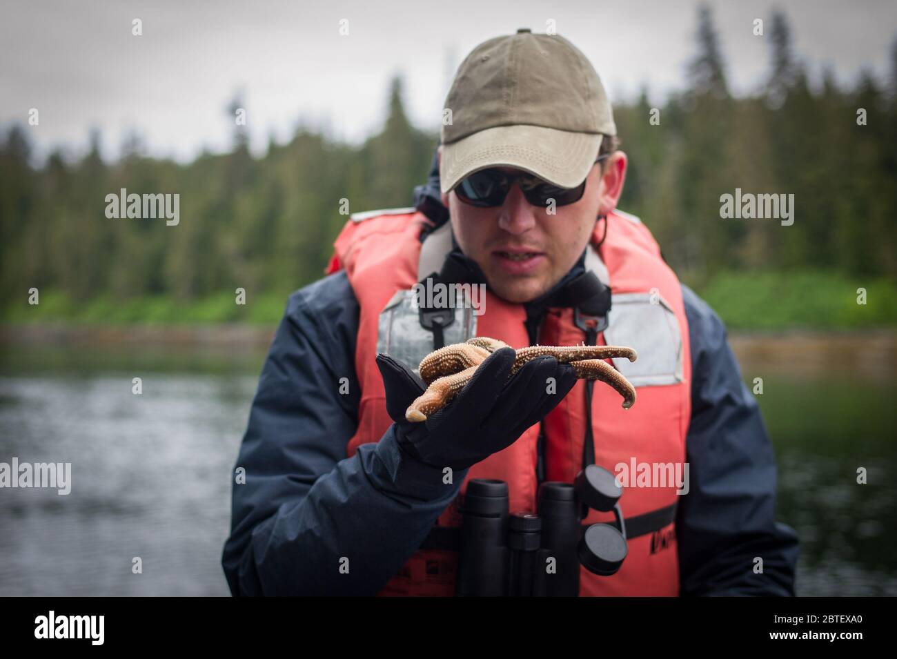 Une croisière en petit bateau permet aux touristes de se rapprocher de la nature comme le poisson d'étoile marine lors d'une activité de visite de skiff, îles Keku, Alaska du Sud-est, États-Unis. Banque D'Images