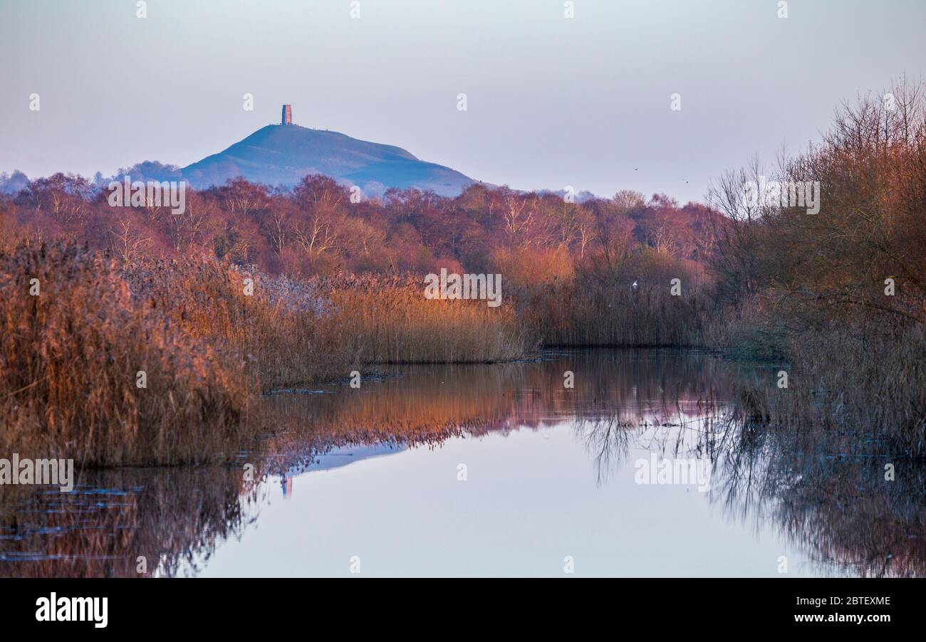 Vue d'hiver de la réserve naturelle de Ham Wall RSPB avec Glastonbury Tor en arrière-plan, Somerset, Angleterre Banque D'Images