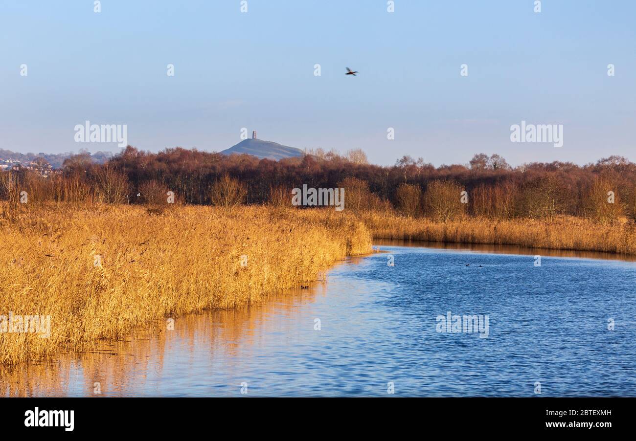 Vue d'hiver de la réserve naturelle de Ham Wall RSPB avec Glastonbury Tor en arrière-plan, Somerset, Angleterre Banque D'Images