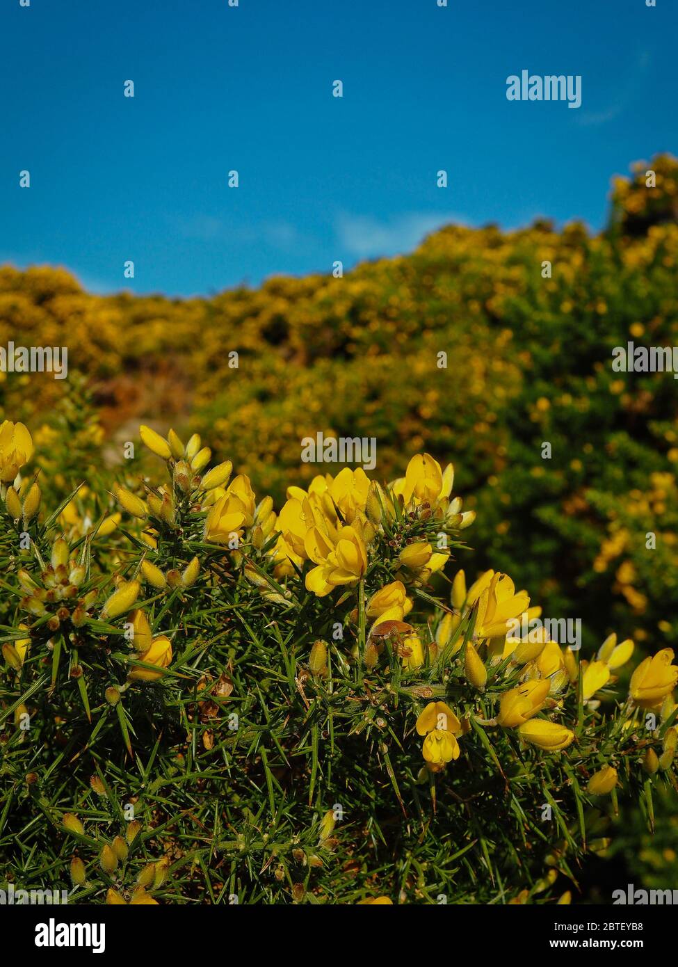 Macro foto de la gorge commune, ulex europeaus, Irlande, printemps Banque D'Images