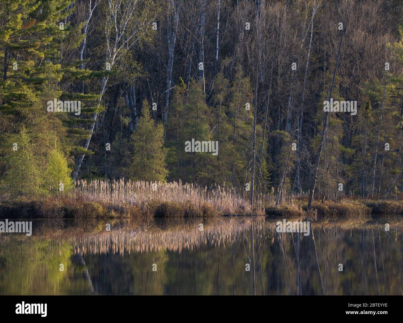 Lumière du matin et réflexions de forêt dans un étang au printemps Banque D'Images