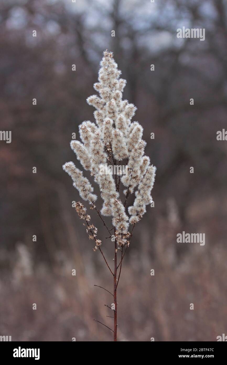 Une verge d'or qui a été mise à la graine se trouve seule dans une prairie d'automne. Banque D'Images