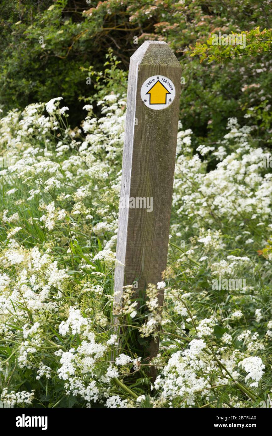 Panneau de chemin public avec flèche jaune entourée de persil de vache Banque D'Images