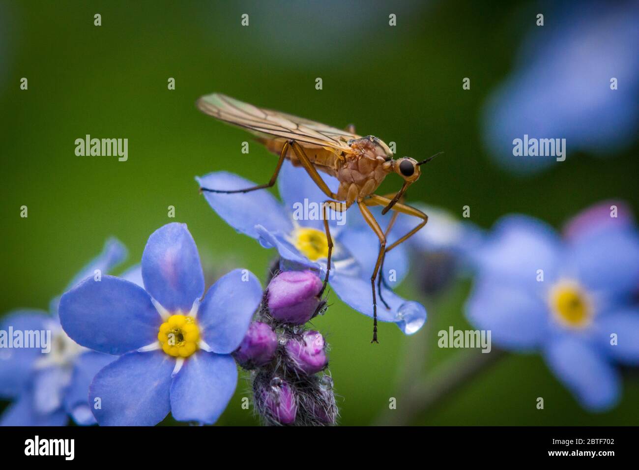 Moustiquaire assise sur une fleur oublier-moi-pas Banque D'Images