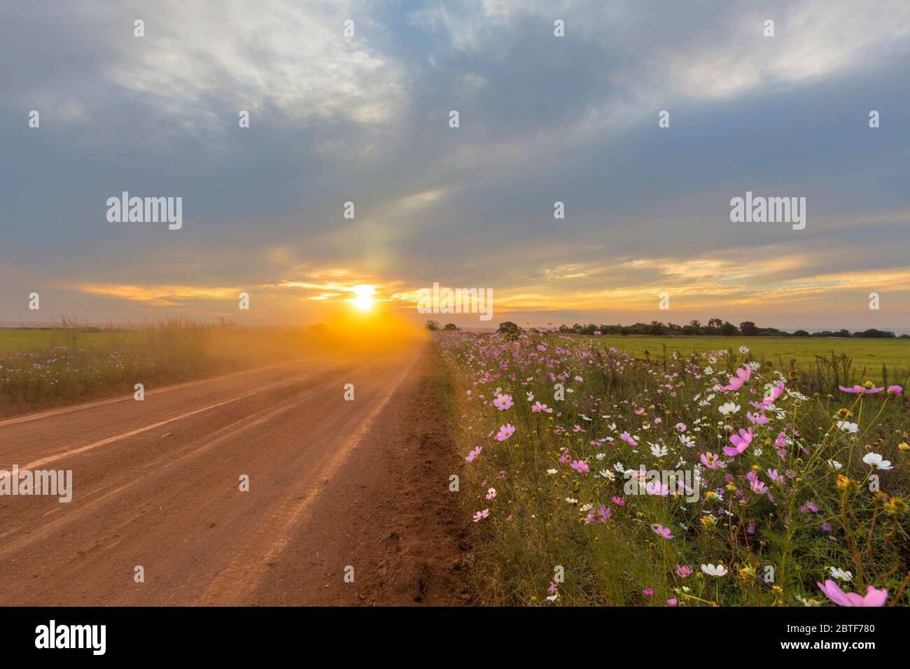 Poussière devant le soleil couchant avec des fleurs cosmos Banque D'Images