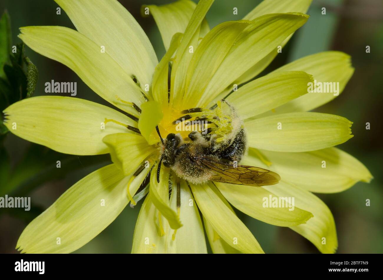 Exploitation minière Bee, Andena sp., recherche de nourriture sur False Dandelion, Pyrrhopappus grandiflorus Banque D'Images
