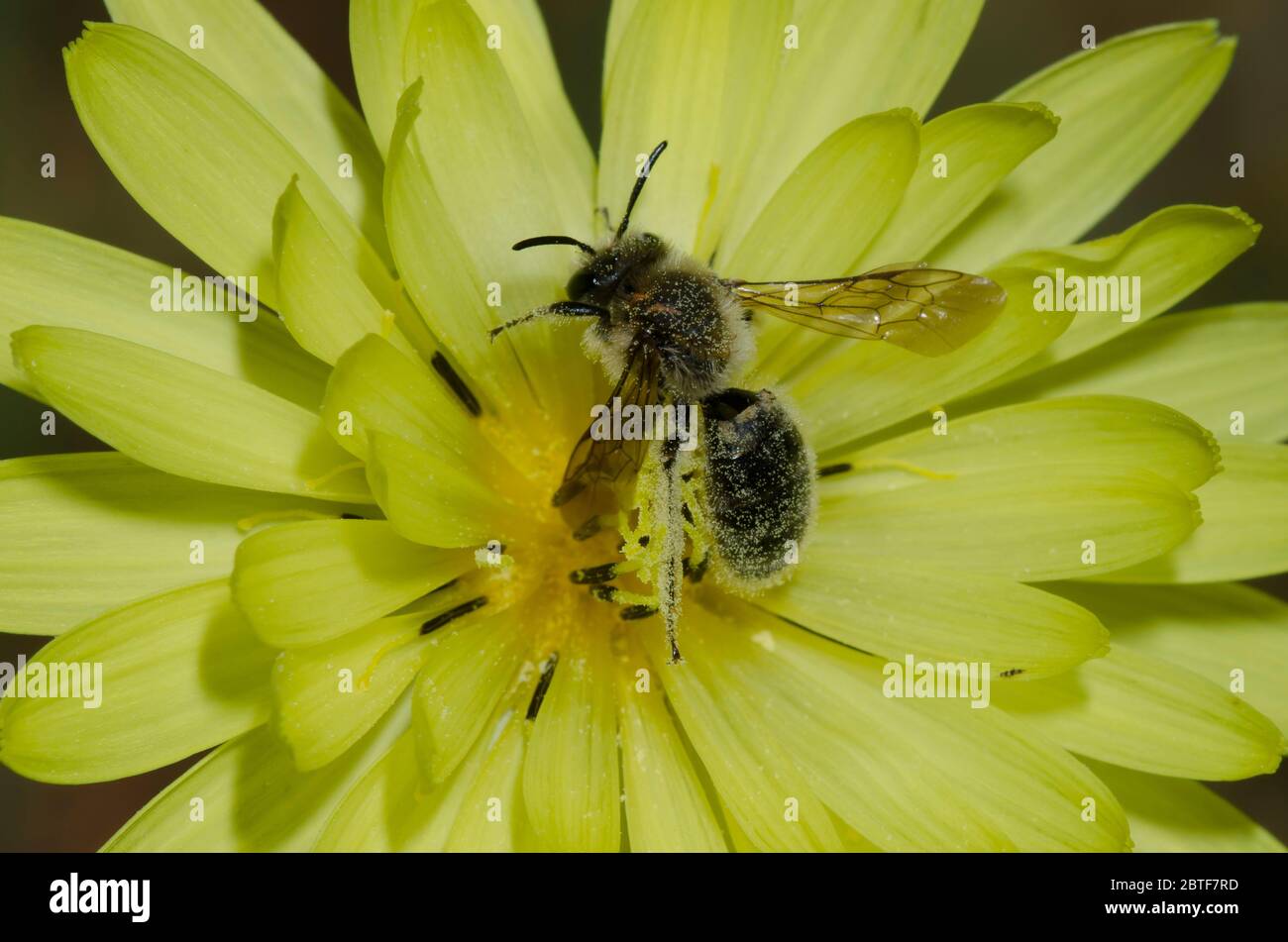 Exploitation minière Bee, Andena sp., recherche de nourriture sur False Dandelion, Pyrrhopappus grandiflorus Banque D'Images