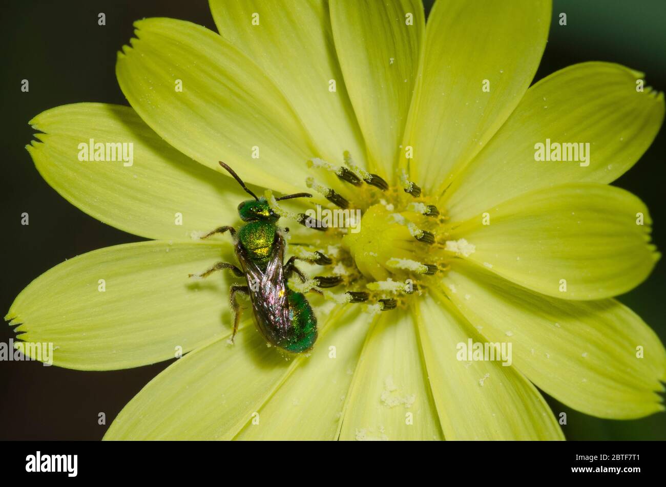 Sueur Bee, Augochlorella sp., fourragelion sur le faux Dandélion, Pyrrhopappus grandiflorus Banque D'Images