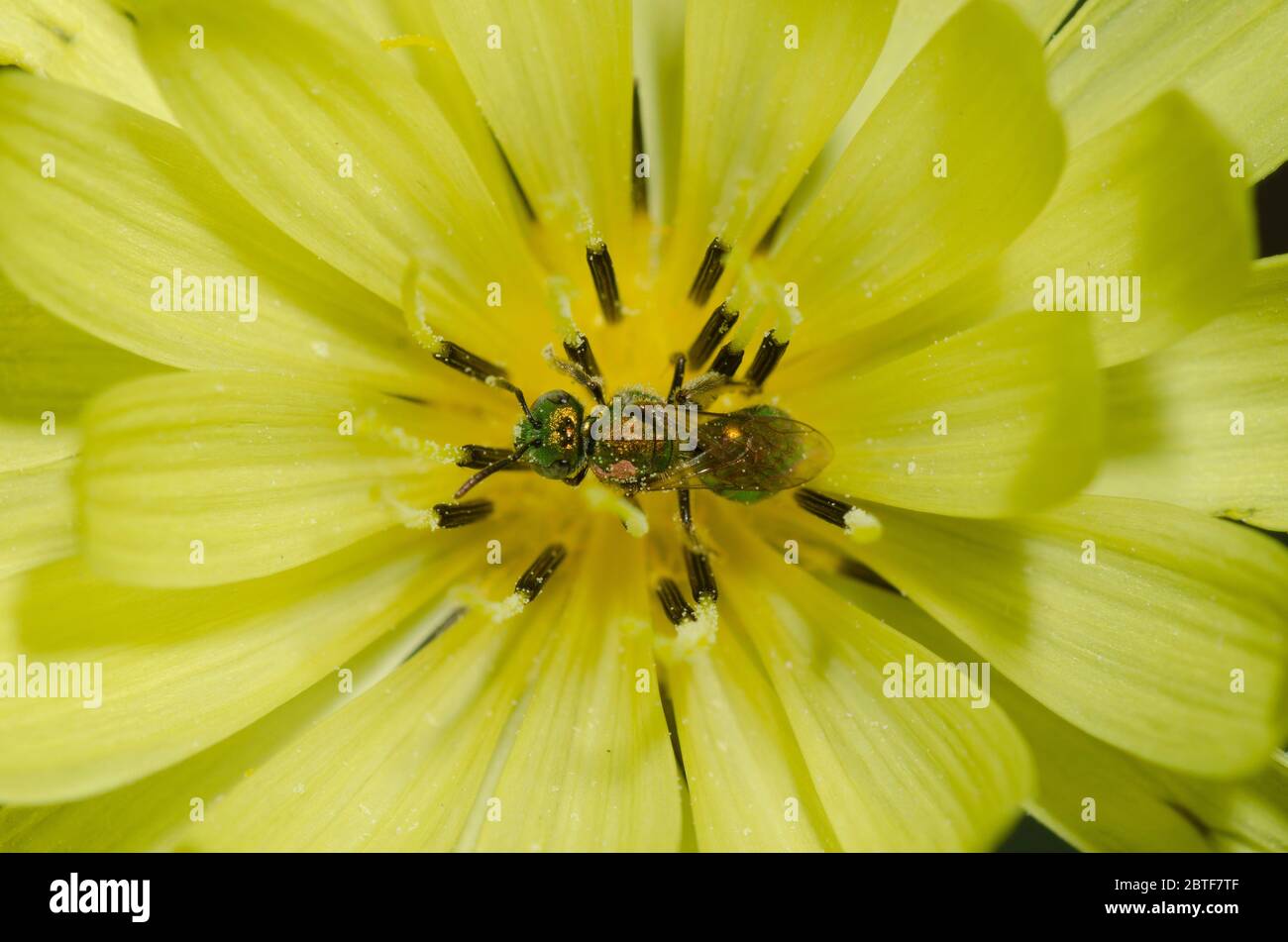 Sueur Bee, Augochlorella sp., fourragelion sur le faux Dandélion, Pyrrhopappus grandiflorus Banque D'Images
