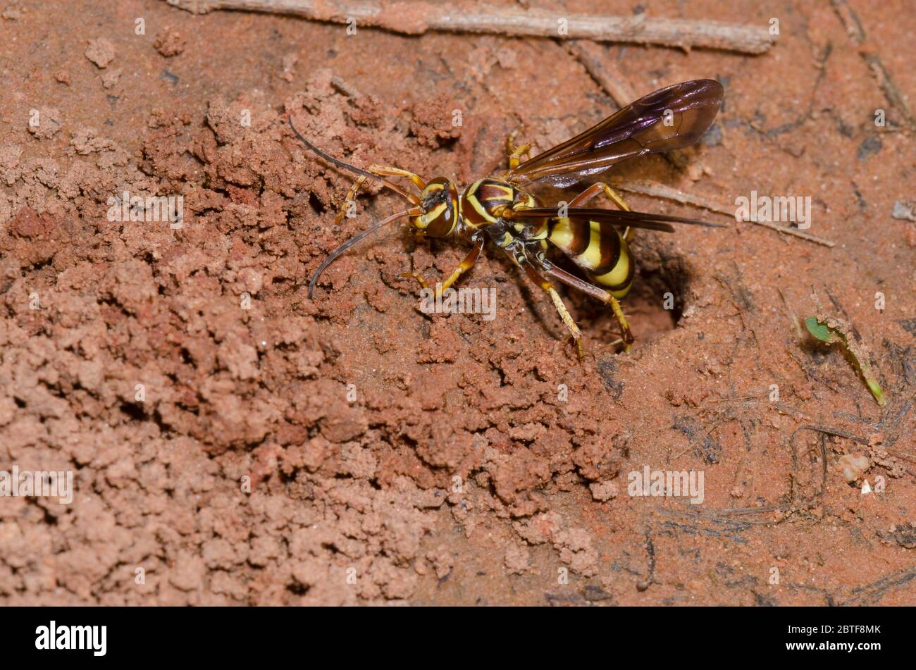 Guêpe araignée, Poecilopompilus interruptus, femelle remplissant dans le terrier après avoir déposé une proie araignée paralysée Banque D'Images