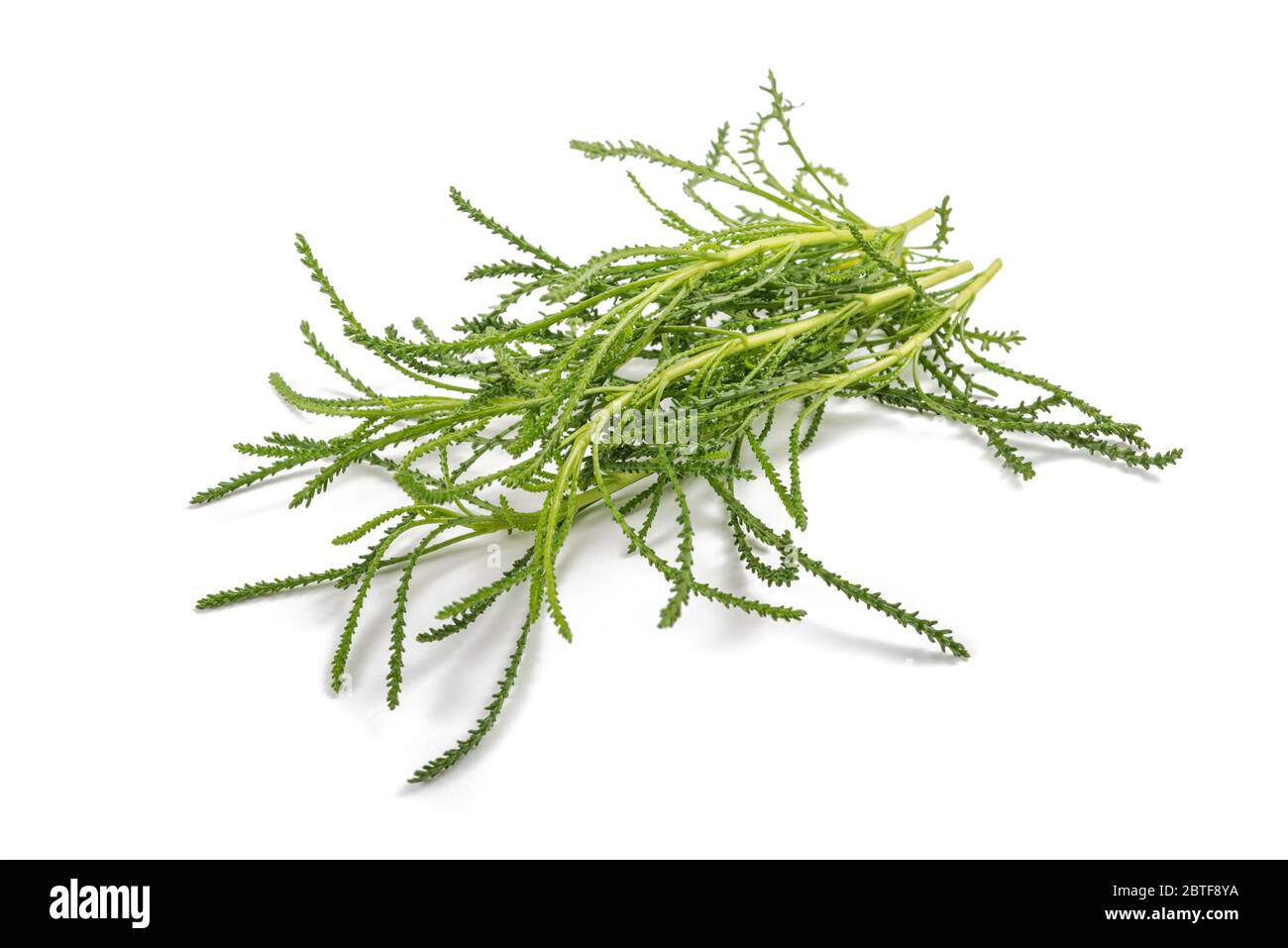 Santolina viridis ( herbe Olive ) isolated on white Banque D'Images