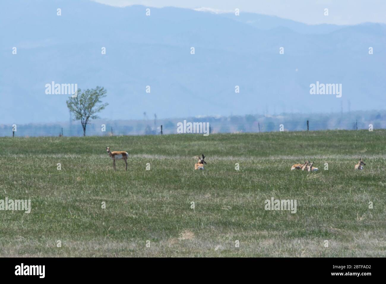 Pronghorn (Antilocapra americana) du comté de Weld, Colorado, États-Unis. Banque D'Images