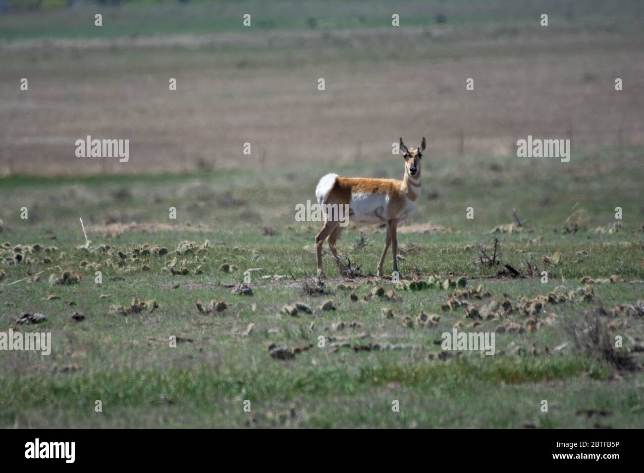 Pronghorn (Antilocapra americana) du comté de Weld, Colorado, États-Unis. Banque D'Images