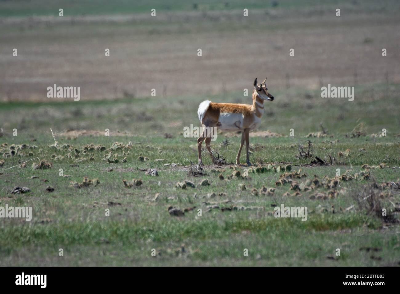 Pronghorn (Antilocapra americana) du comté de Weld, Colorado, États-Unis. Banque D'Images