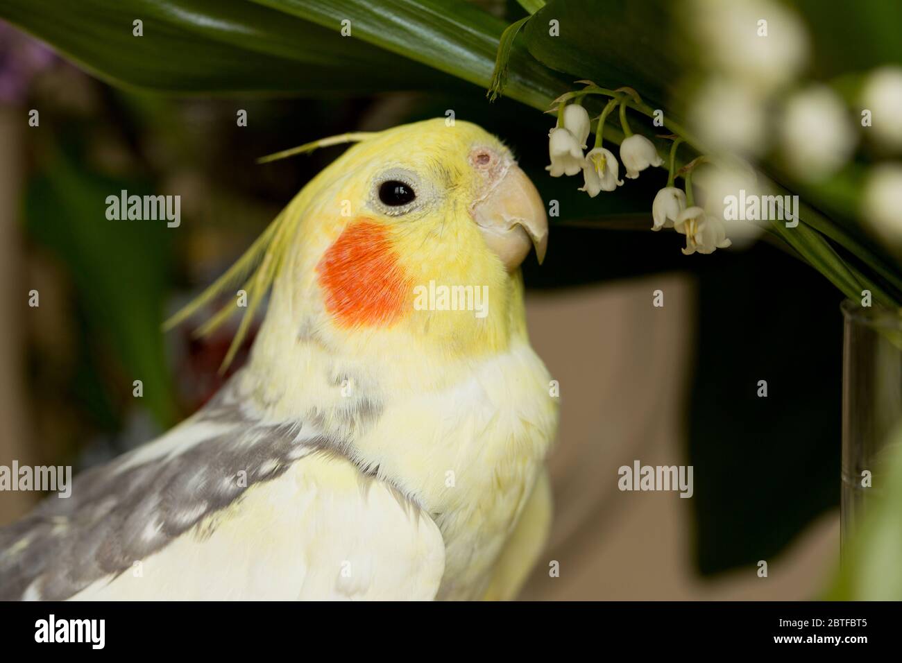 Joues Rouges Banque d'image et photos - Alamy